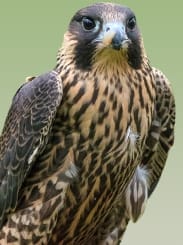 Picture of falcon