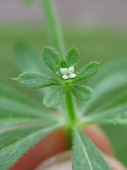 Picture of Goosegrass