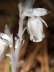 Indian Pipe Plant 1
