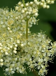 Meadowsweet Picture