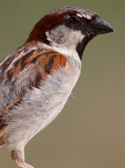 Picture of Sparrow