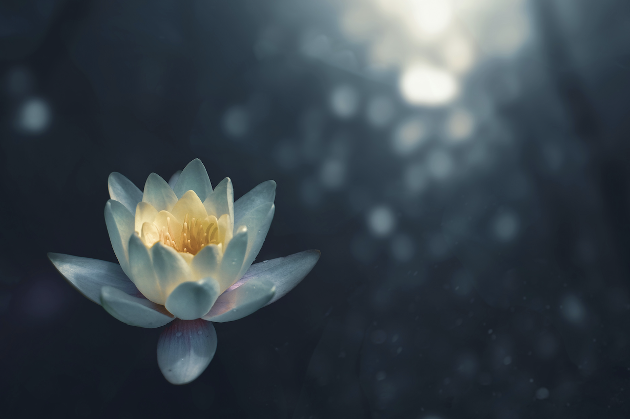 Lotus flower