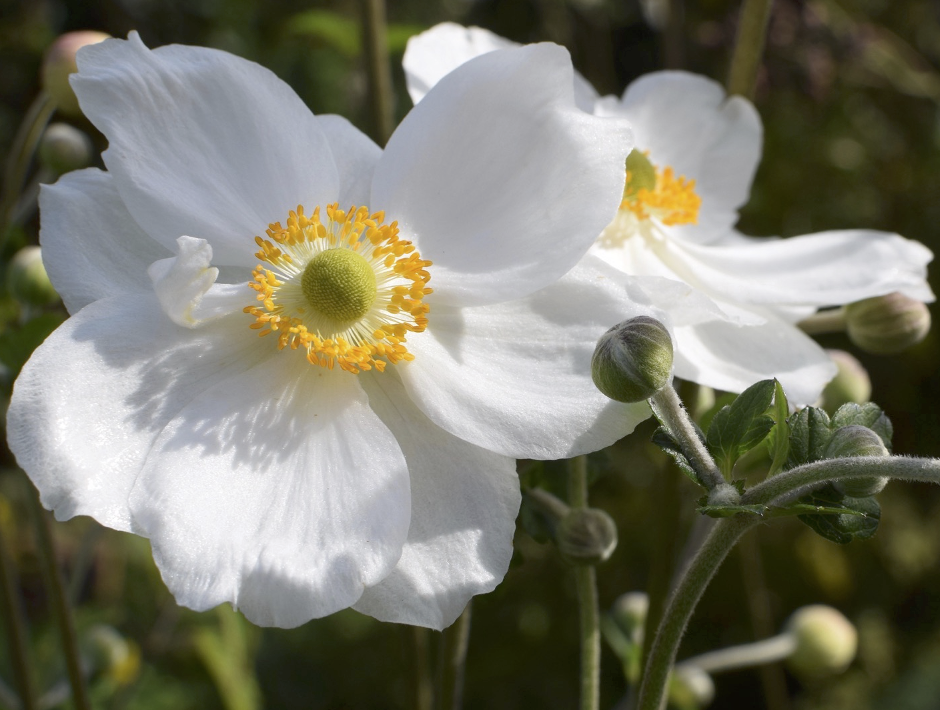 White flower