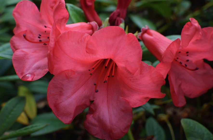 Red flower