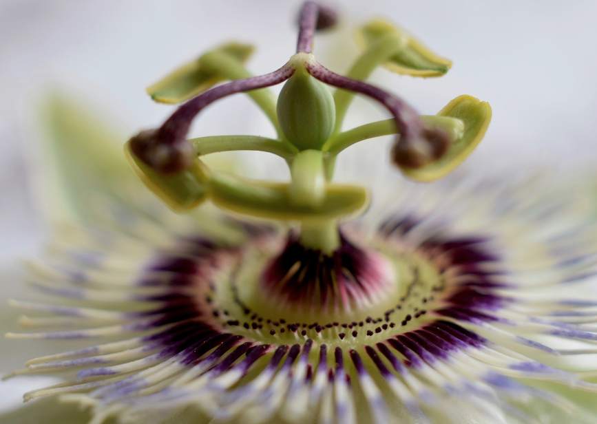Passionflower Passionflower