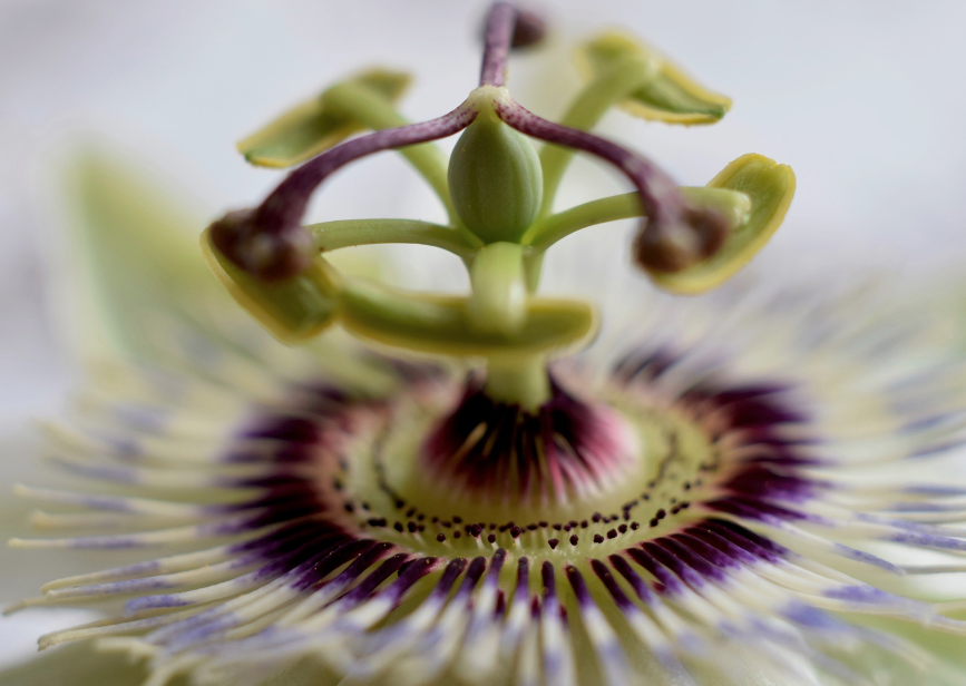 Passionflower