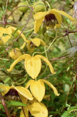 Yellow Flower