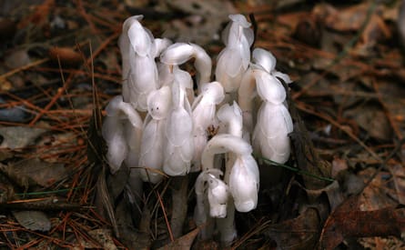 Indian Pipe Plant