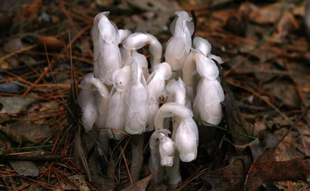 13+ Ghost Pipes Plant - HsiauHumeara