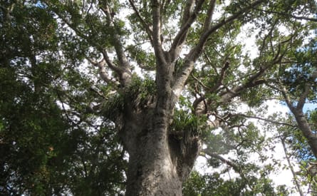 Kauri Tree