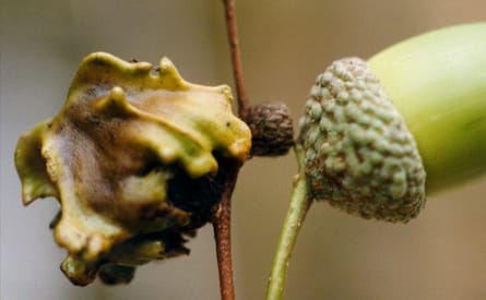 Oak Galls