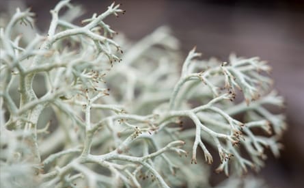 Provings - School of Homeopathy - Reindeer Moss (Cladonia Rangiferina)