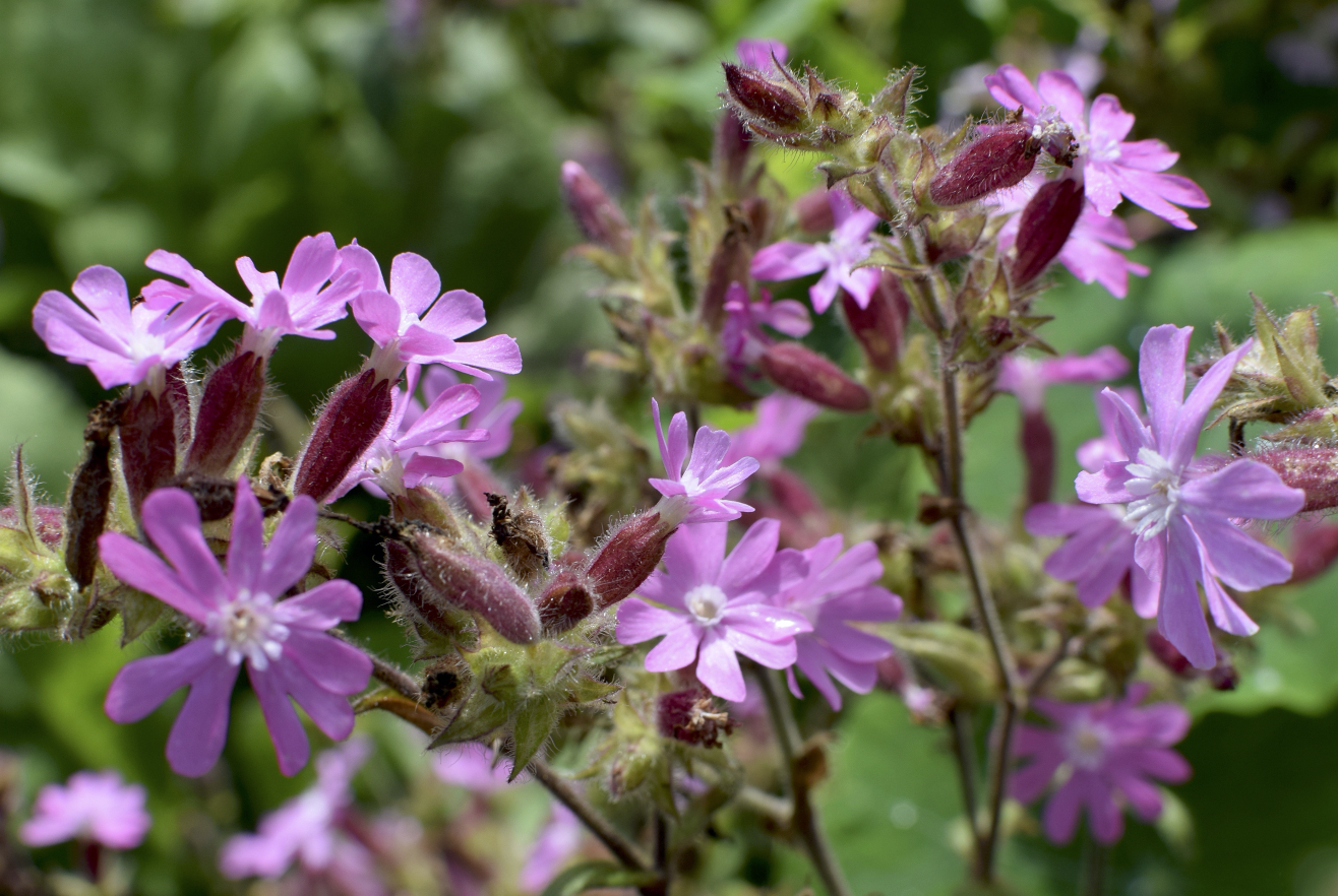 Red Campion