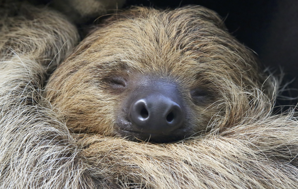 Sloth