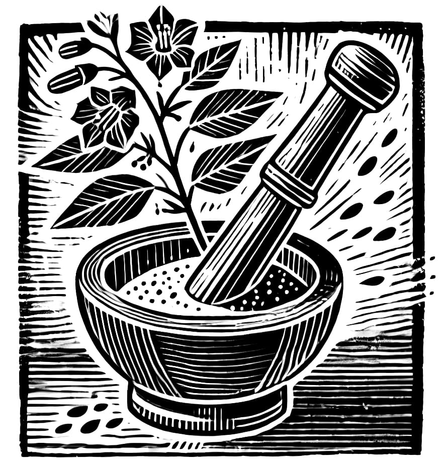 Dulcamara