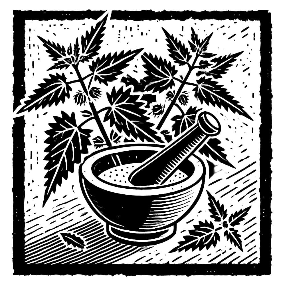 Urtica urens