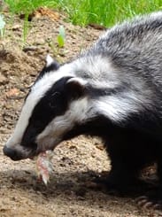 Badger