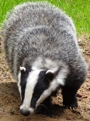 Badger Picture