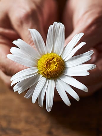 Collection Dishes & Flowers - Daisy & Hand