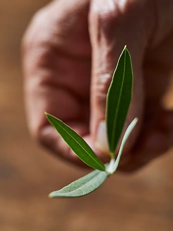 Collection Dishes & Flowers - Leaves & Hand 2