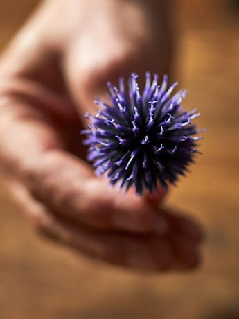 Collection Dishes & Flowers - Purple & Hand