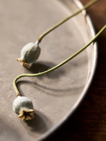 Collection Dishes & Flowers - Seed Heads 2