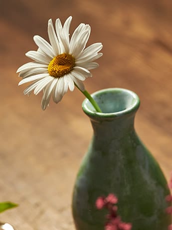 Collection Vases & Flowers - Daisy
