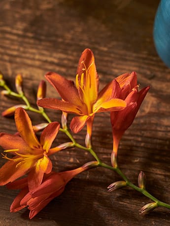Collection Vases & Flowers - Orange