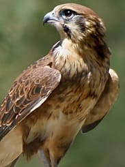 Falcon picture