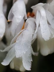 Indian Pipe Plant Photo