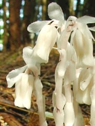 Indian Pipe Plant Picture