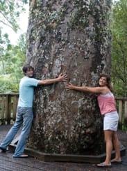 Kauri Tree