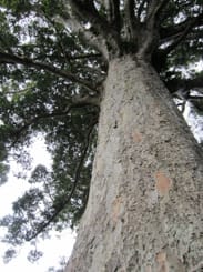 Kauri Tree Image