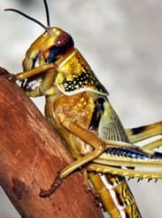 Locust Picture