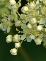 Meadowsweet