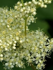 Meadowsweet Picture