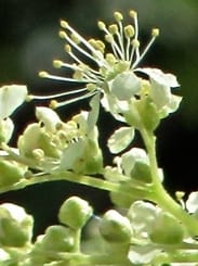 Meadowsweet Photo