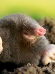 Mole Photo