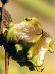 Oak Galls