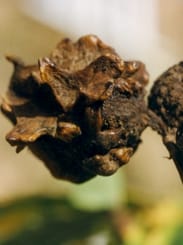 Picture of Oak Galls