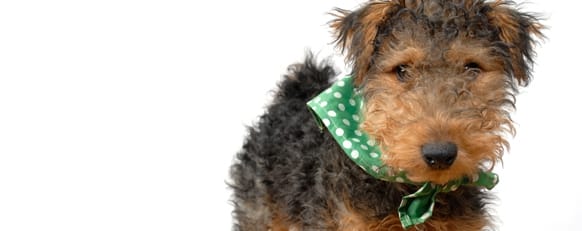 Homeopathy First Aid Course for Pets, Animals & Farm