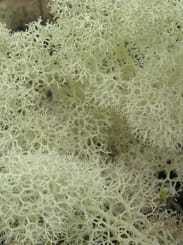 Picture of Reindeer Moss