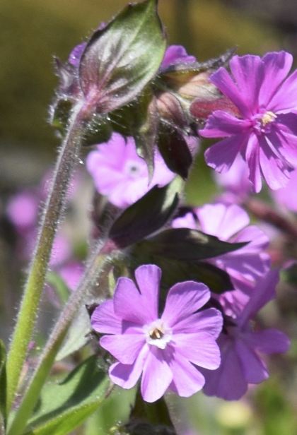 Red Campion picture 2