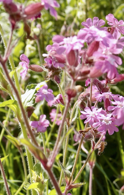 Red Campion picture