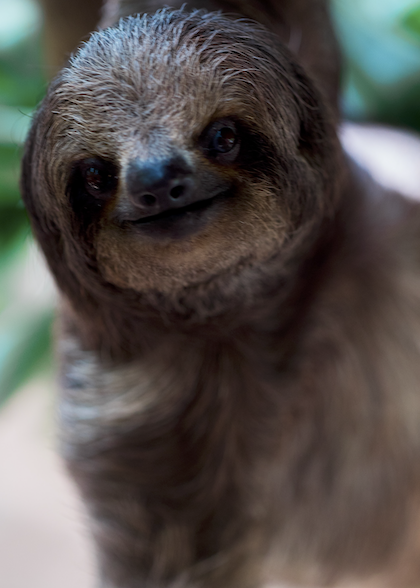 Sloth