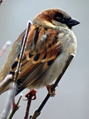 Sparrow Picture