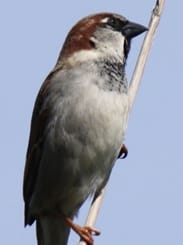 Sparrow