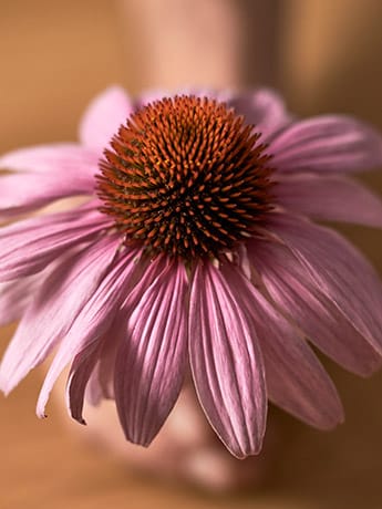 Specimen Boxes - Flower 2