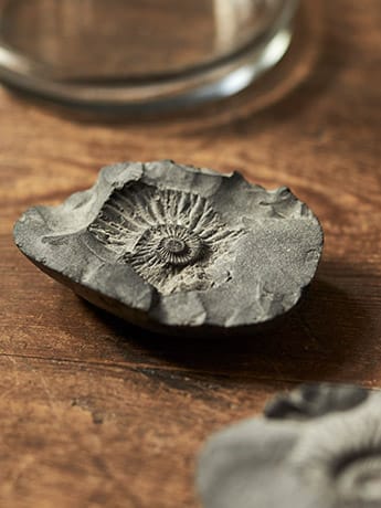 Specimen Jars - Fossil