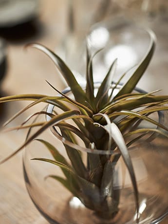 Specimen Jars - Plant